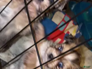 Mixed Breed dogs Mixed Breed Puppy 4 - Ad 6