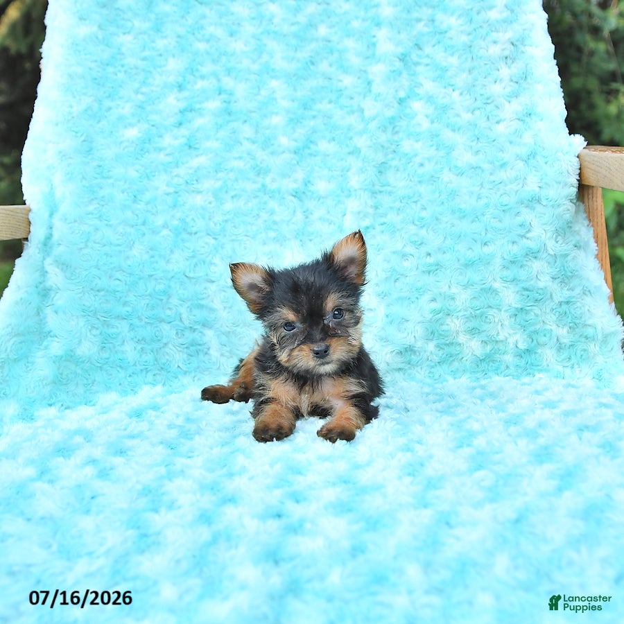 Yorkshire Terrier dogs Lori - Ad 1