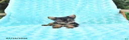 Yorkshire Terrier dogs for sale: Lori - Ad 1