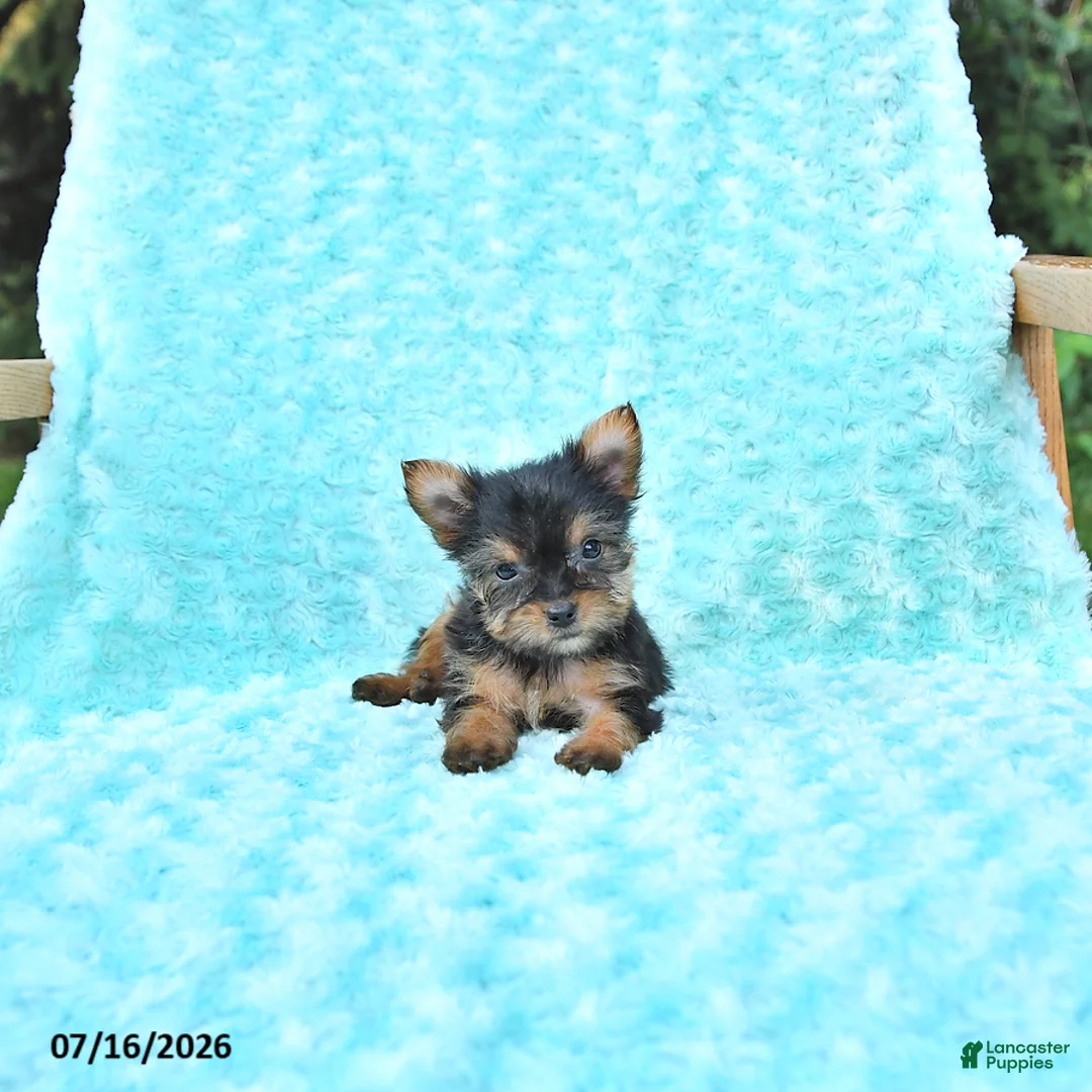 Yorkshire Terrier dogs for sale: Lori - Ad 1