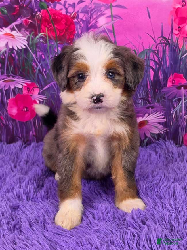 Mini Bernedoodle dogs Natalie - Ad 1