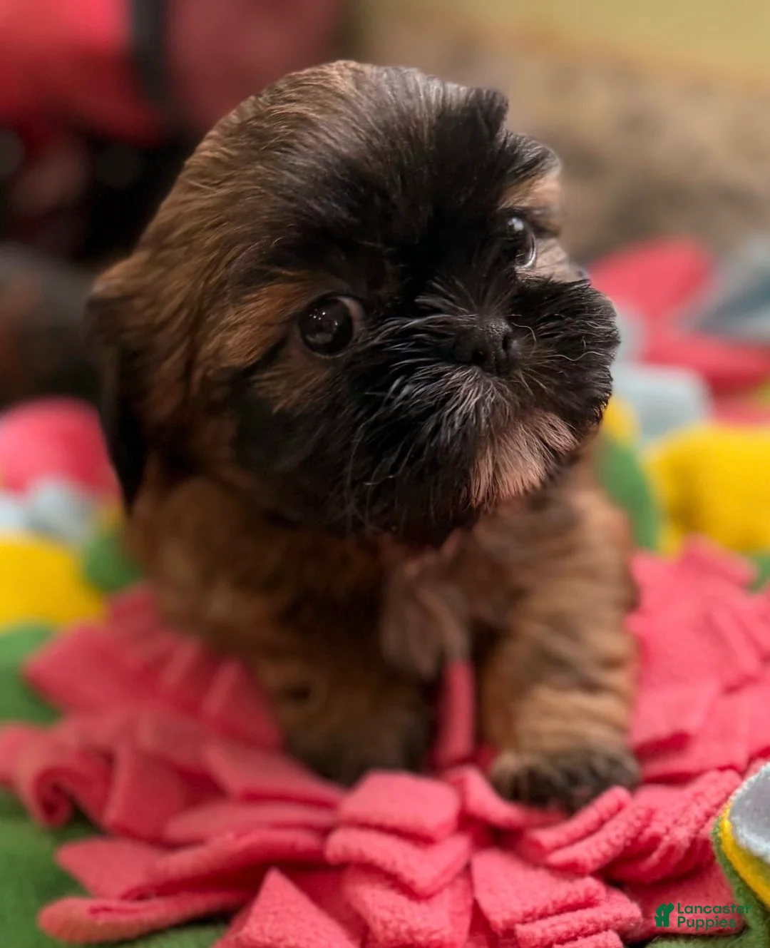 Shih Tzu dogs for sale: Scarlet  - Ad 1