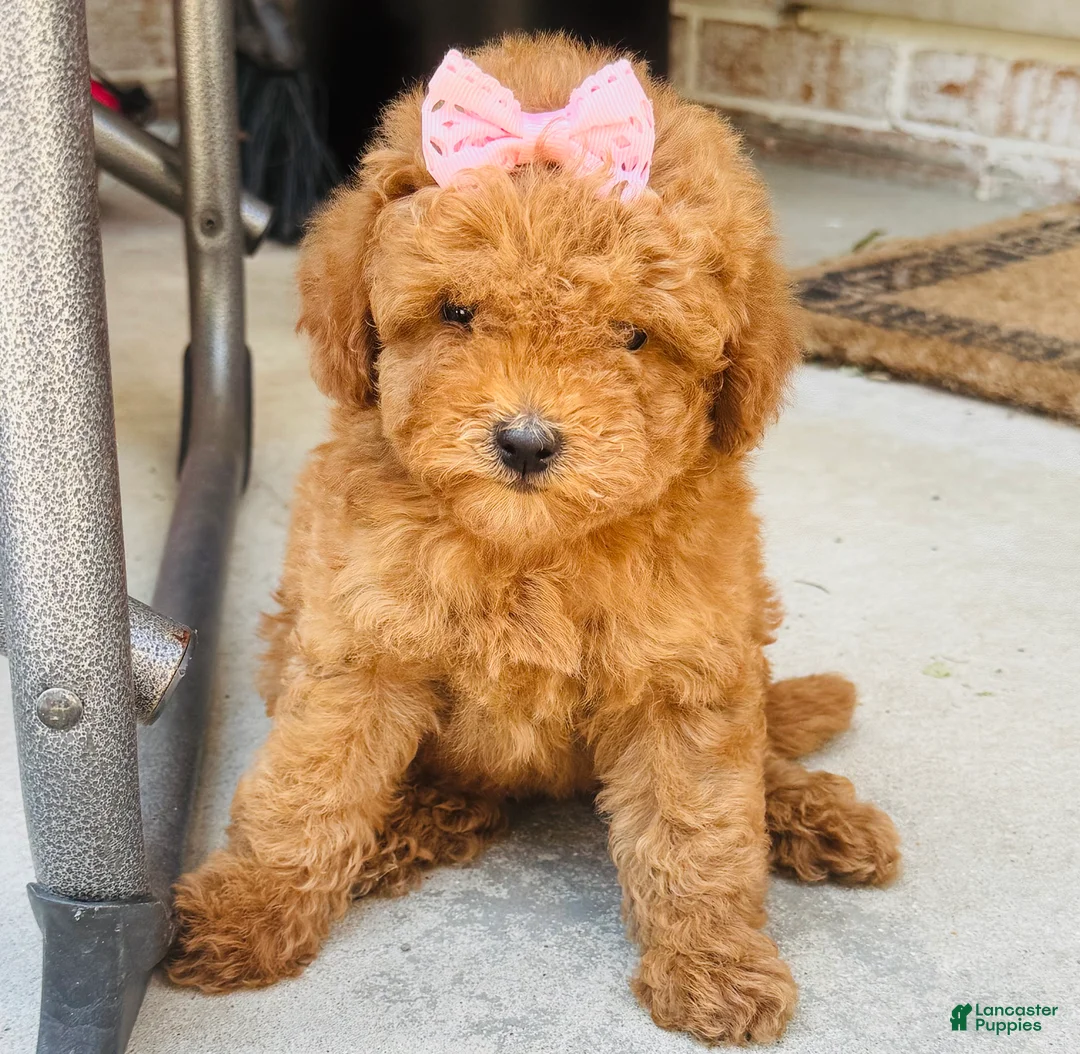 Mini Goldendoodle dogs for sale: Mini Goldendoodle 3 - Ad 2