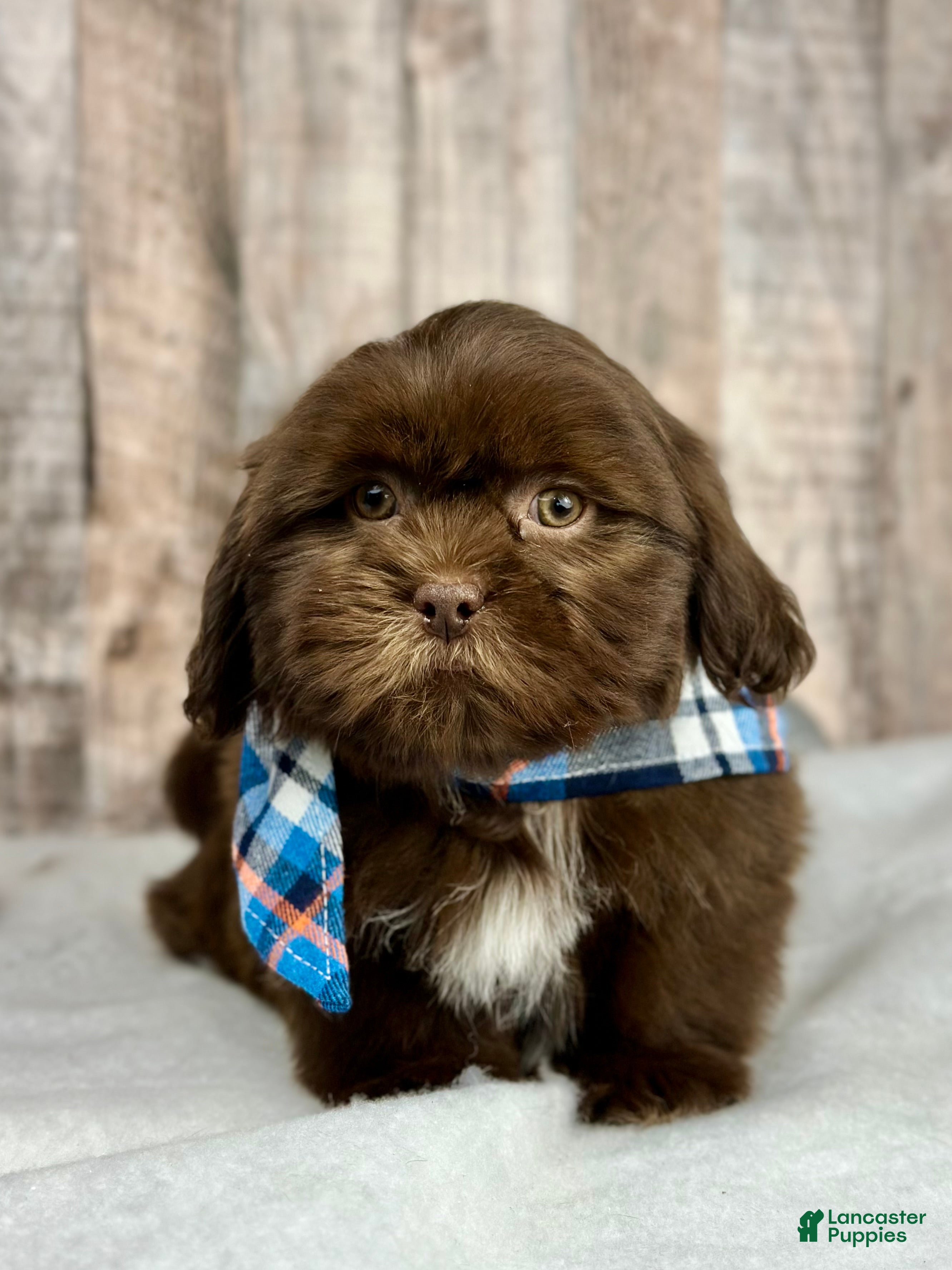 Shih Tzu dogs Boy Hudson - 9226 - Ad 27