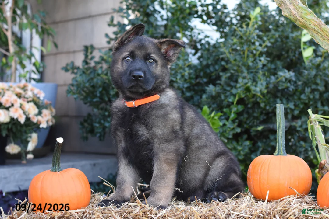 German Shepherd dogs for sale: Sammie - Ad 1