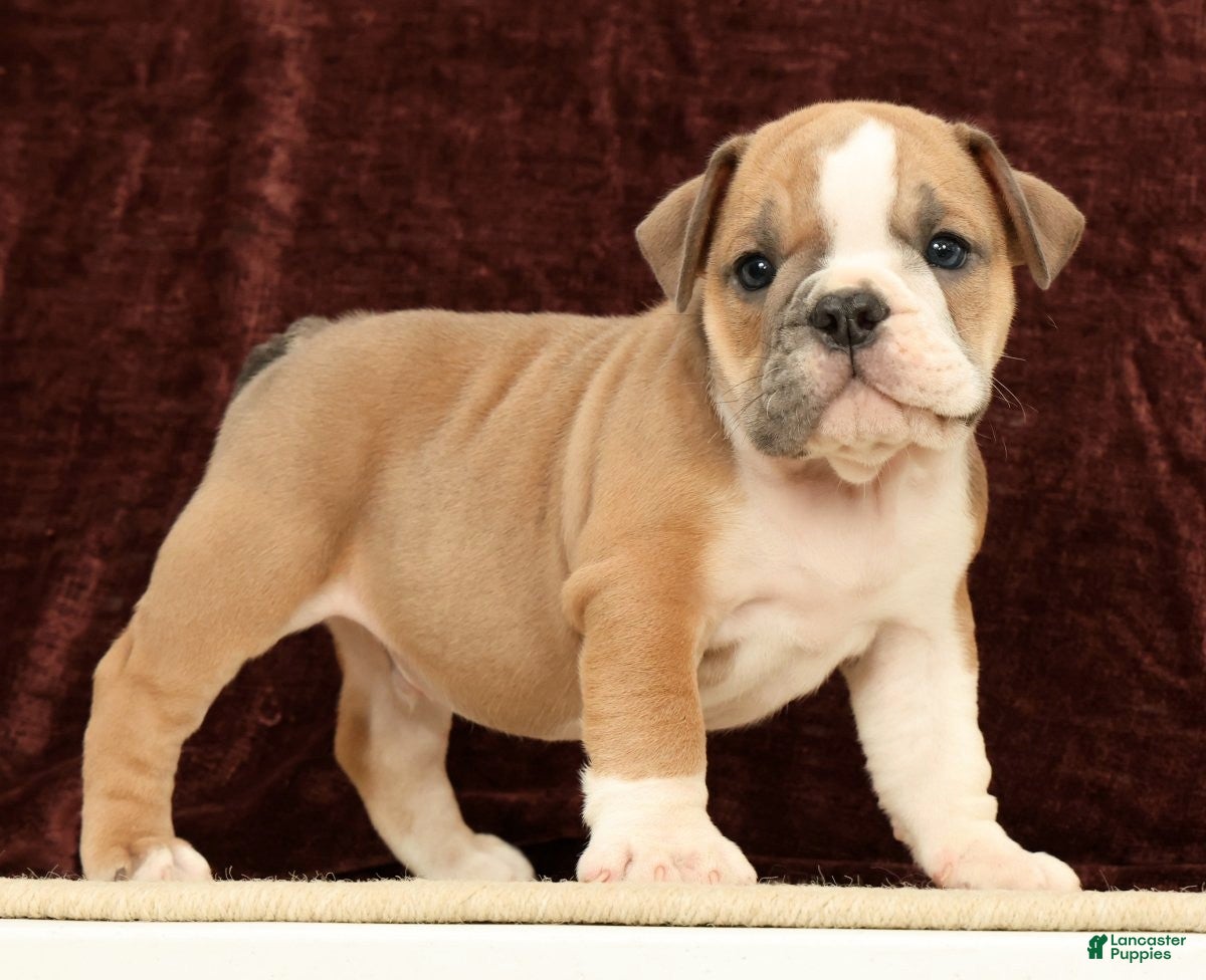 English Bulldog dogs Jaxson - Ad 2