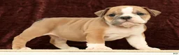 English Bulldog dogs for sale: Jaxson - Ad 2