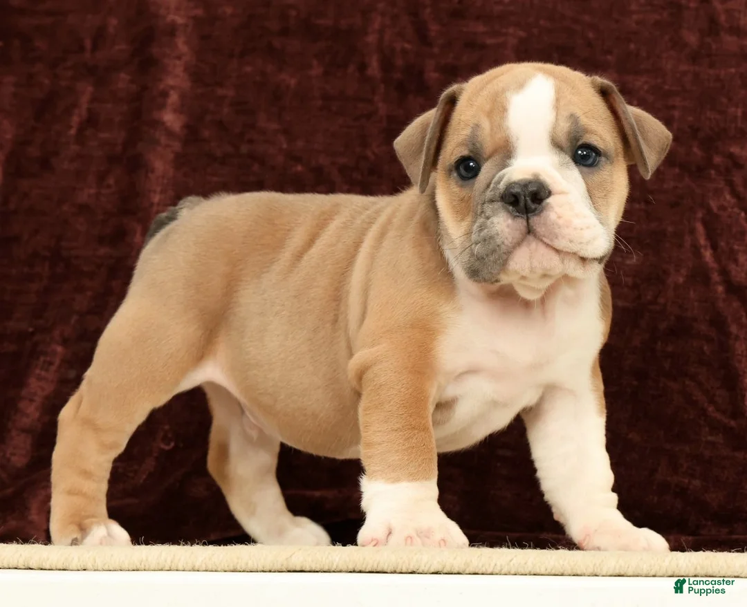 English Bulldog dogs for sale: Jaxson - Ad 2