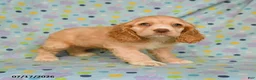 English Cocker Spaniel dogs for sale: Layla - Ad 1
