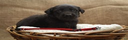 Mixed Breed dogs for sale: Red - Ad 1