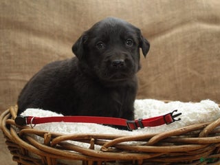 Mixed Breed dogs Red - Ad 22