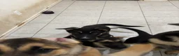 Gerberian Shepsky dogs for sale: Astrid - Ad 2