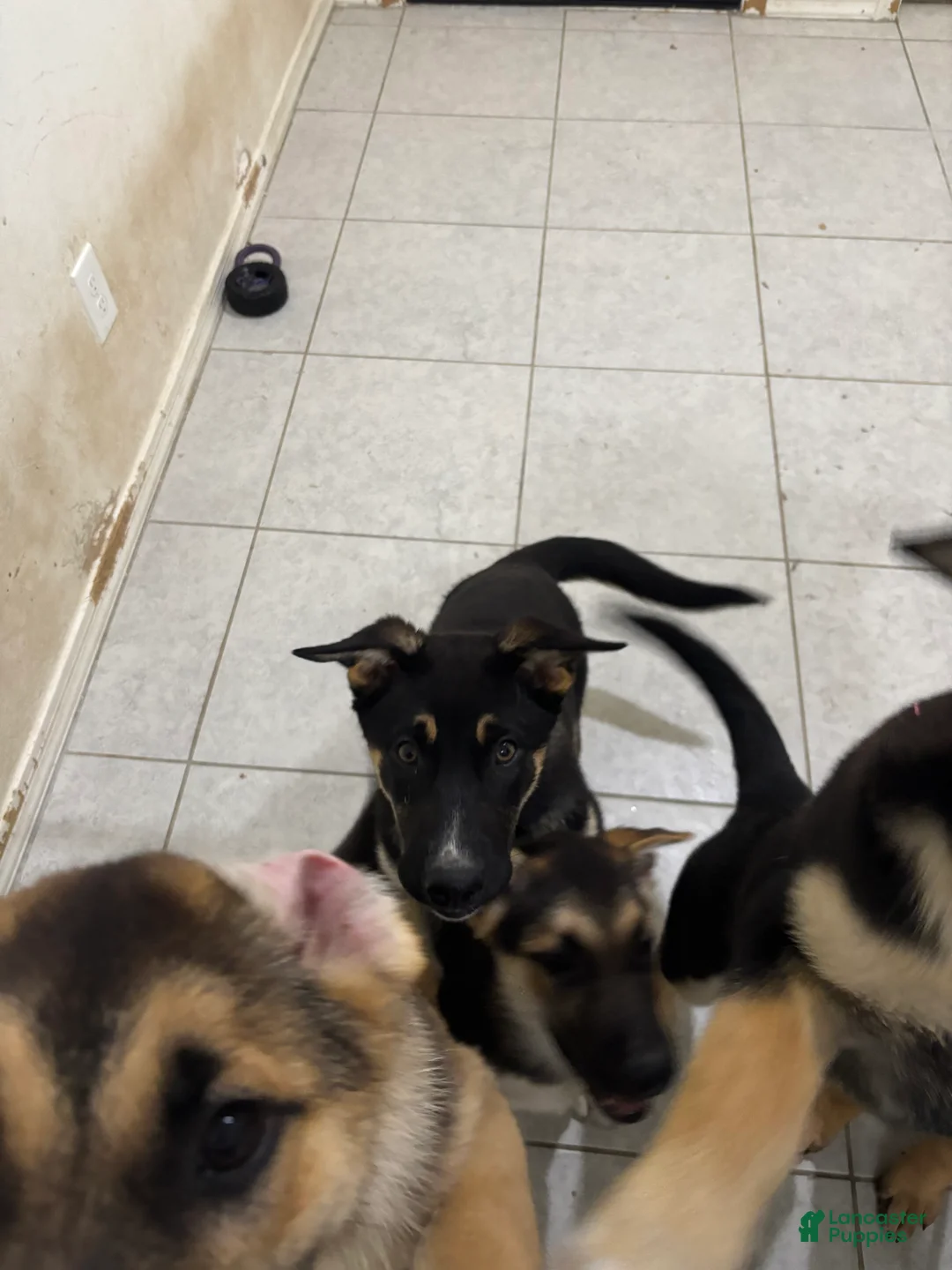 Gerberian Shepsky dogs for sale: Astrid - Ad 2