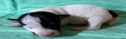 Jack Russell Terrier dogs for sale: Scar Face - Ad 2