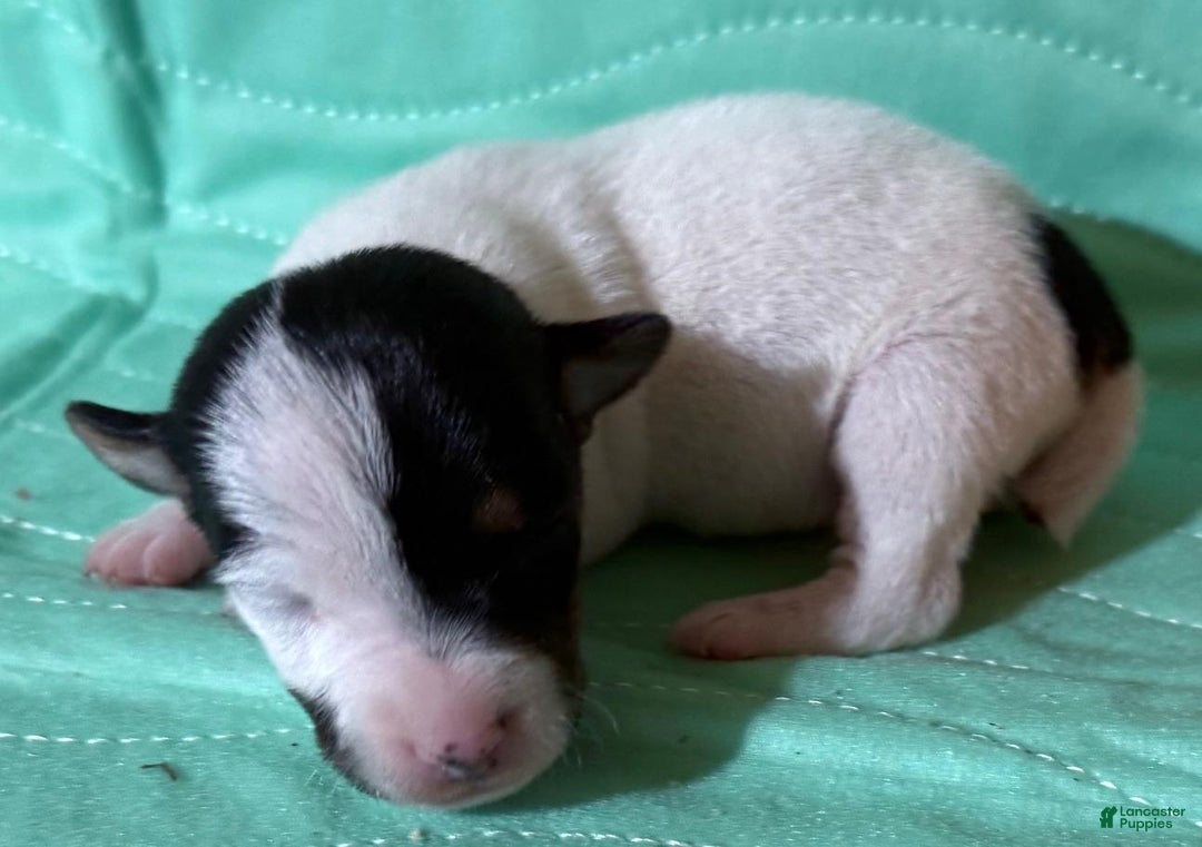 Jack Russell Terrier dogs for sale: Scar Face - Ad 2