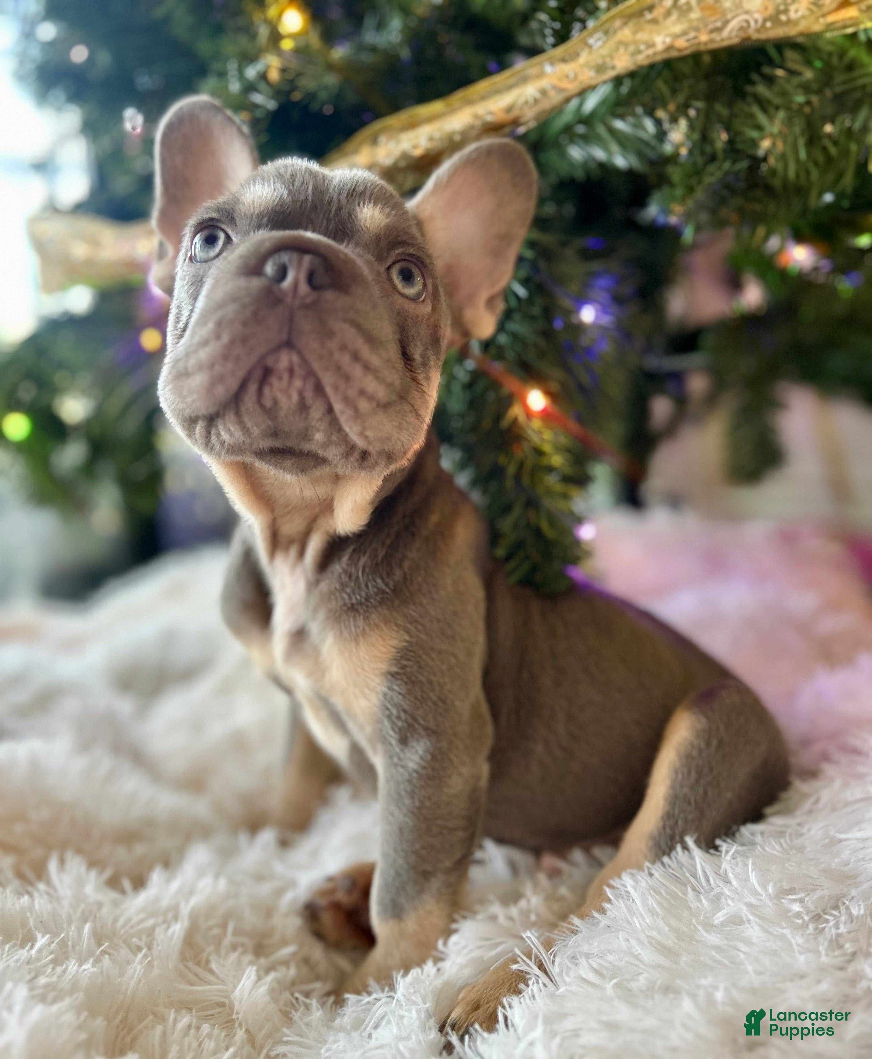 French Bulldog dogs French Bulldog Puppy 1 - Ad 42
