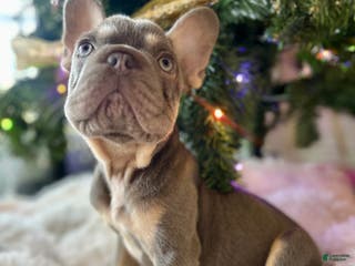 French Bulldog dogs French Bulldog Puppy 1 - Ad 29