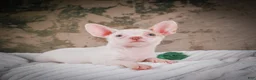 Chihuahua dogs for sale: Cole - Ad 15