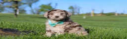 Newfypoo dogs for sale: Cliff - Ad 4