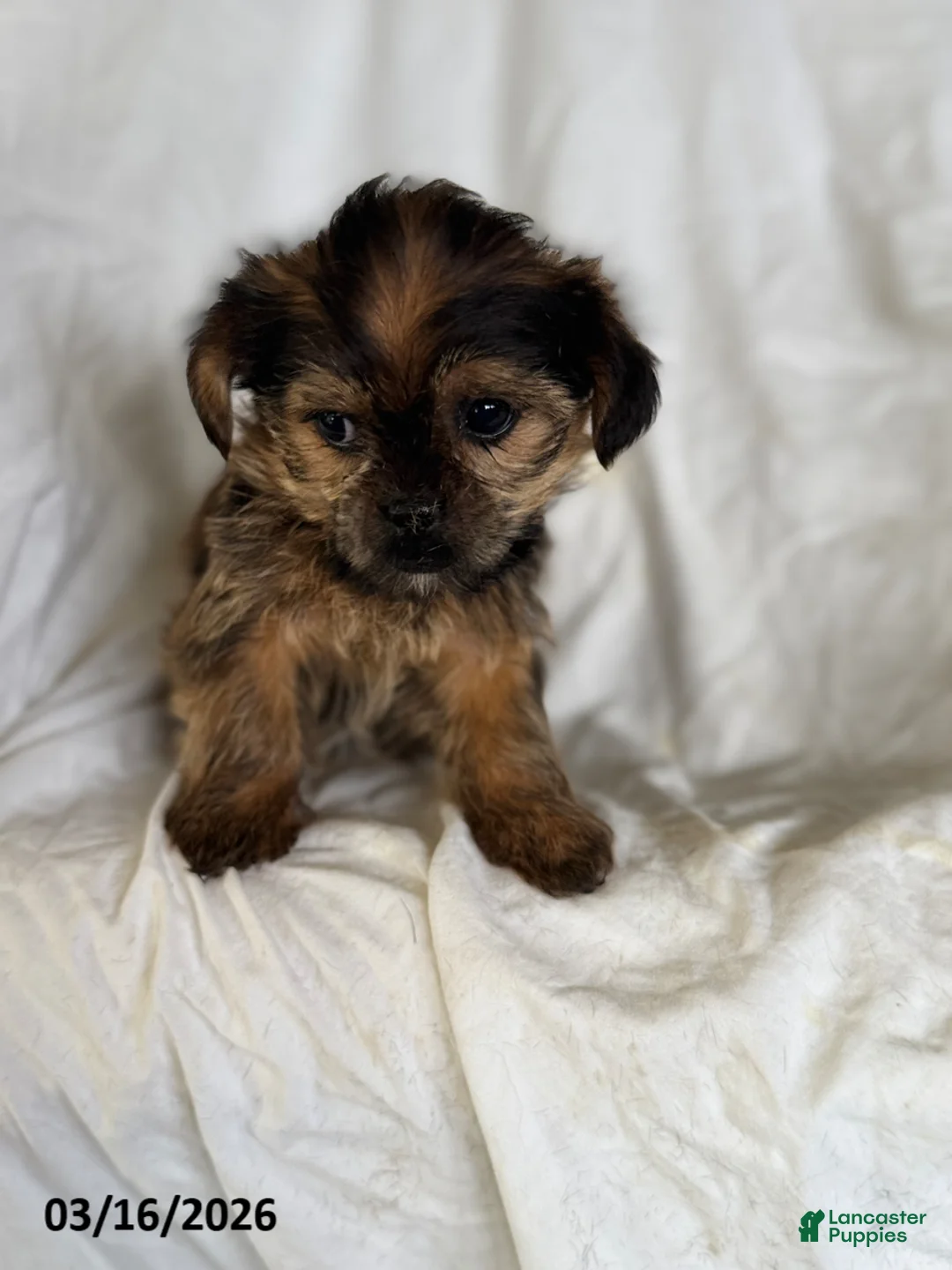 Shorkie dogs for sale: Tilly - Ad 4