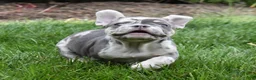 French Bulldog dogs for sale: Aspen - Ad 4