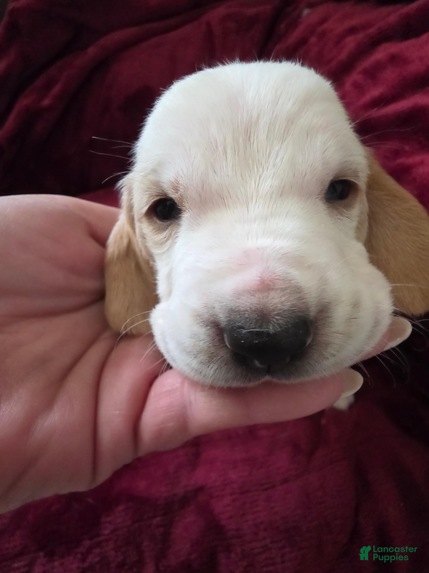 Basset Hound dogs for sale: Basset Hound 6 - Ad 35