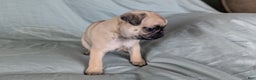 Pug dogs for sale: Beau - Ad 3