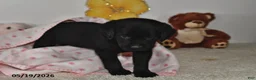 Labrador Retriever dogs for sale: Rory - Ad 3