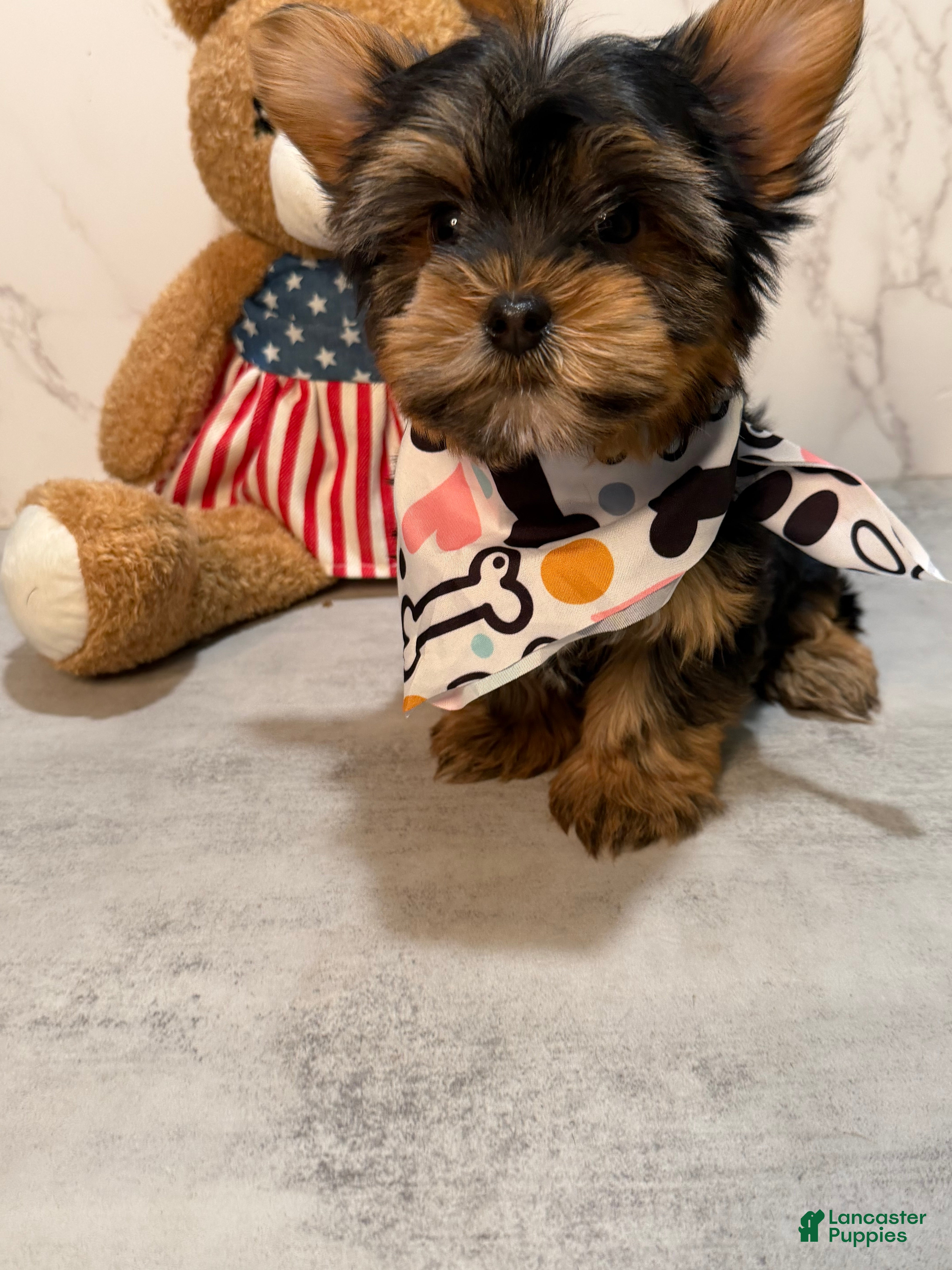 Yorkshire Terrier dogs Teacup kamilla - Ad 1