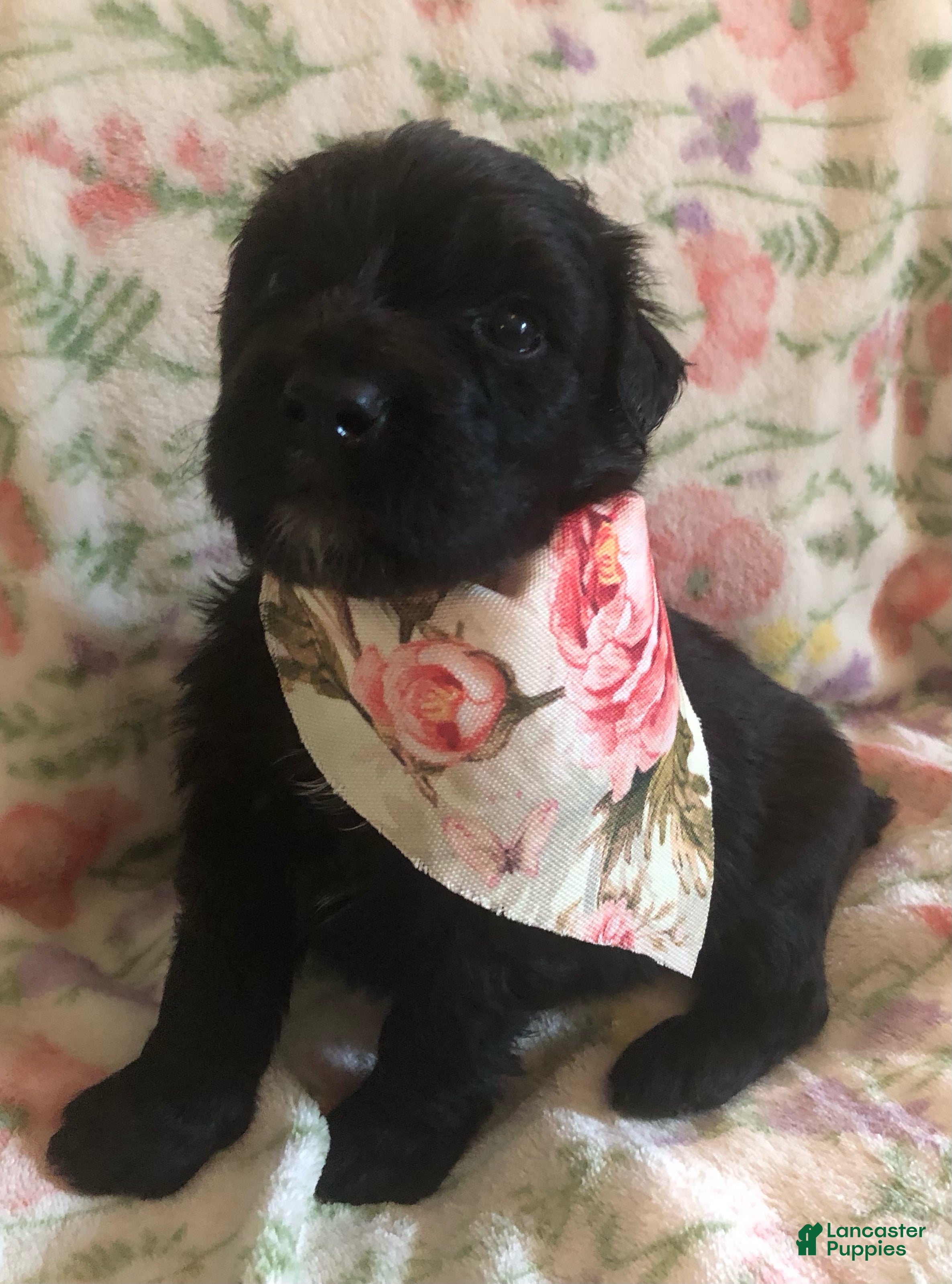 Bouvier Des Flandres dogs Bouvier Des Flandres Girl - Ad 1