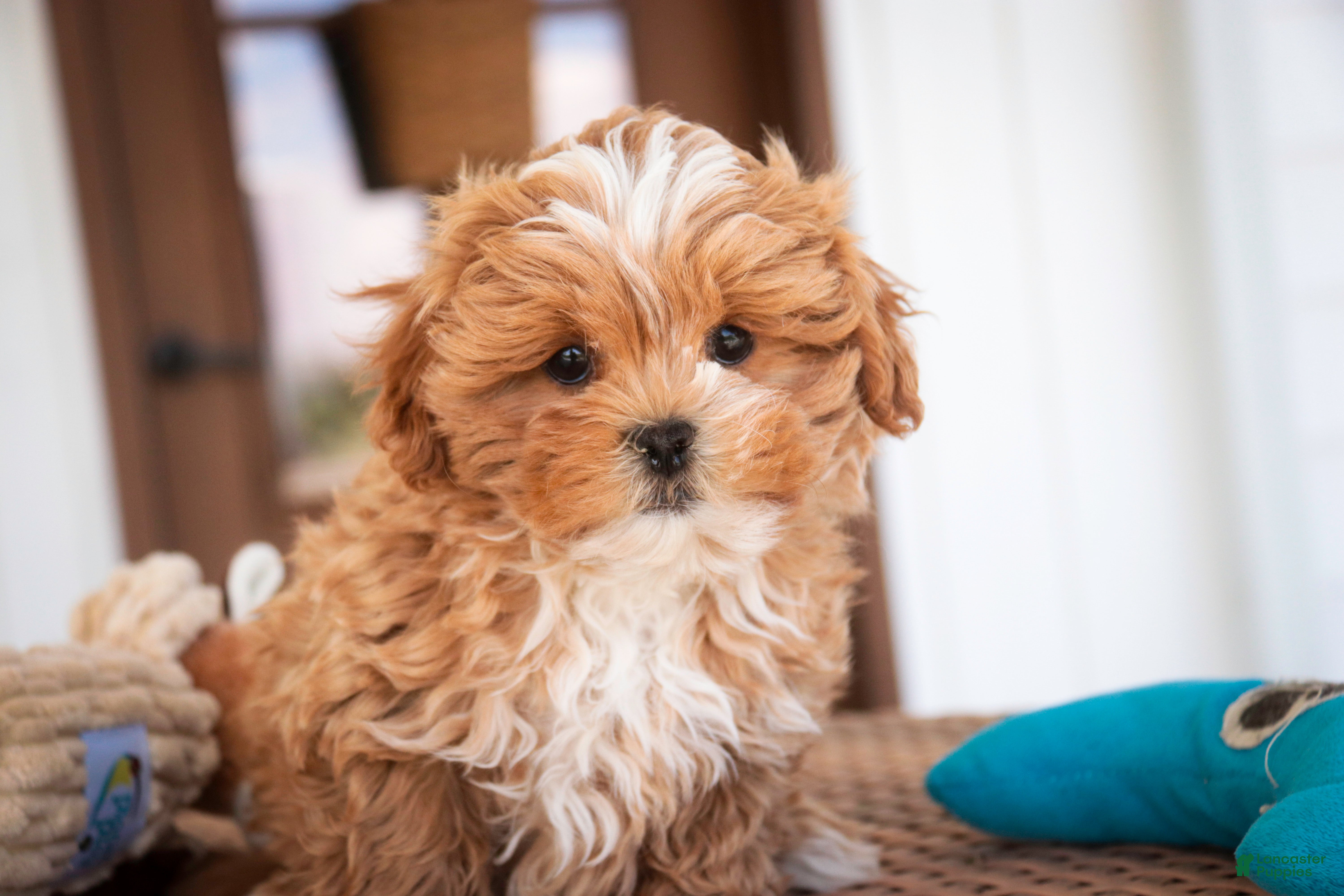 Shihpoo dogs Bowie - Ad 2