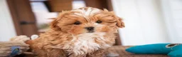 Shihpoo dogs for sale: Bowie - Ad 2