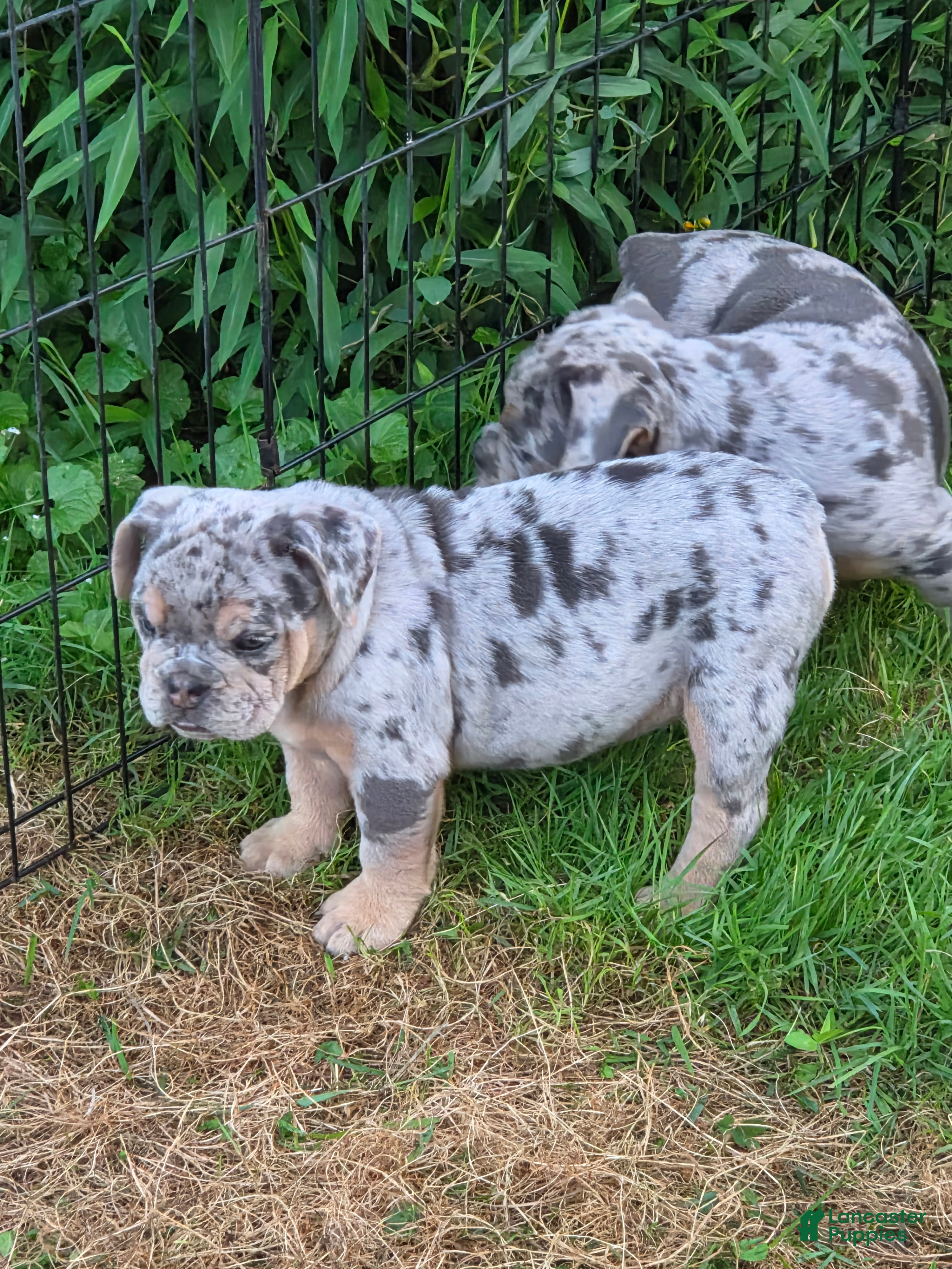 English Bulldog dogs Tinsel the lilac merle  - Ad 2
