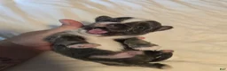 Chihuahua dogs for sale: Jazzy - Ad 6