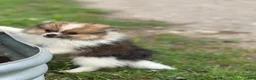 Pomeranian dogs for sale: ACA Troy  - Ad 3