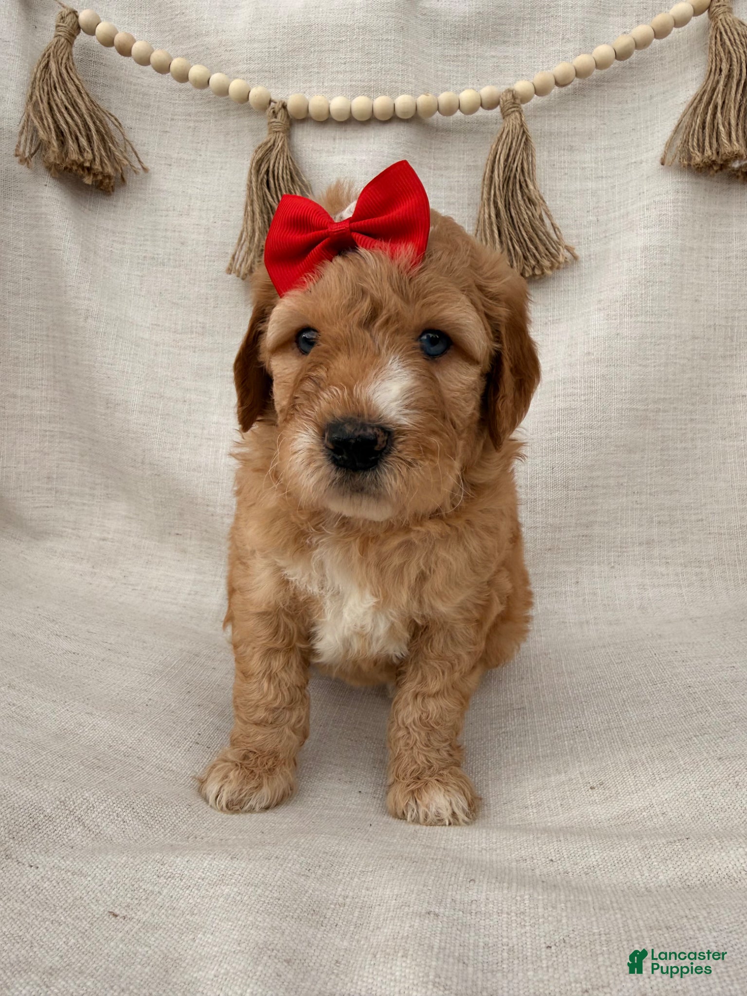 Goldendoodle dogs Goldendoodle Puppy 2 - Ad 1