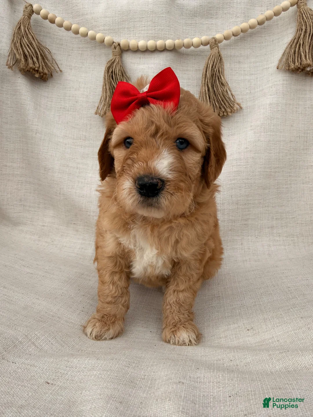 Goldendoodle dogs for sale: Goldendoodle Puppy 2 - Ad 1