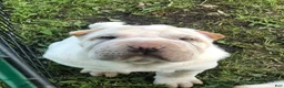 Shar Pei dogs for sale: Shar Pei Puppy 6 - Ad 4