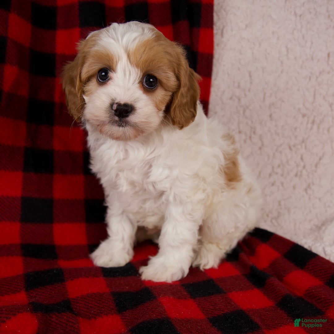 Cavapoo dogs for sale: Sadie - Ad 2