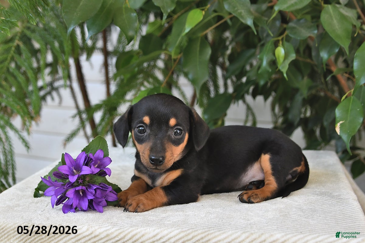 Dachshund dogs Kaci - Ad 2