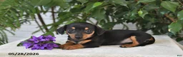 Dachshund dogs for sale: Kaci - Ad 2