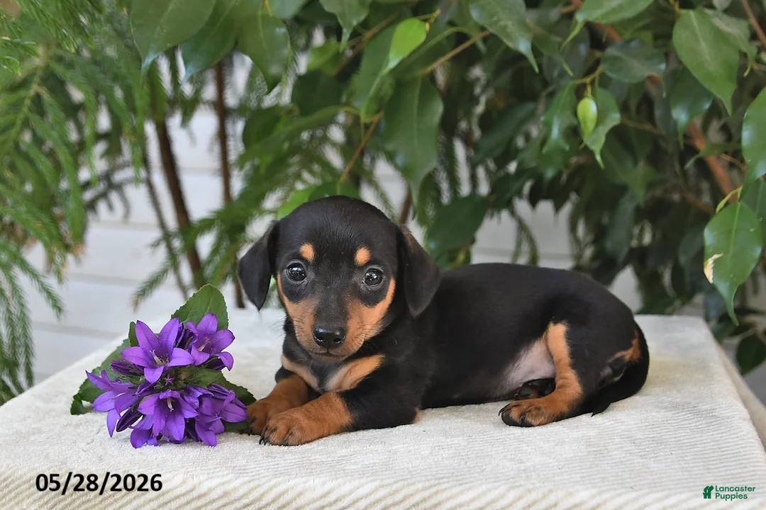 Dachshund dogs for sale: Kaci - Ad 2