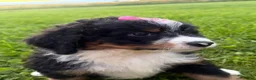 Bernedoodle dogs for sale: Stormy - Ad 10