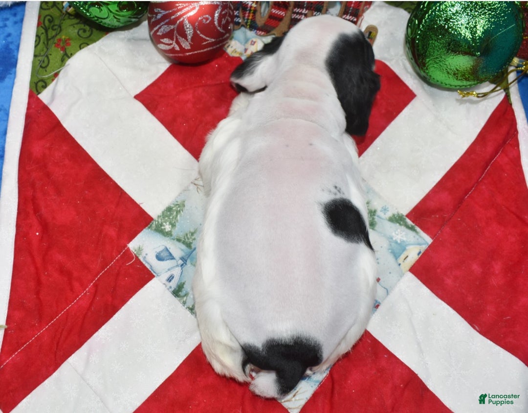 Cocker Spaniel dogs for sale: AKC Joy Black and Cream Parti American Cocker Spaniel Puppy for sale - Ad 3