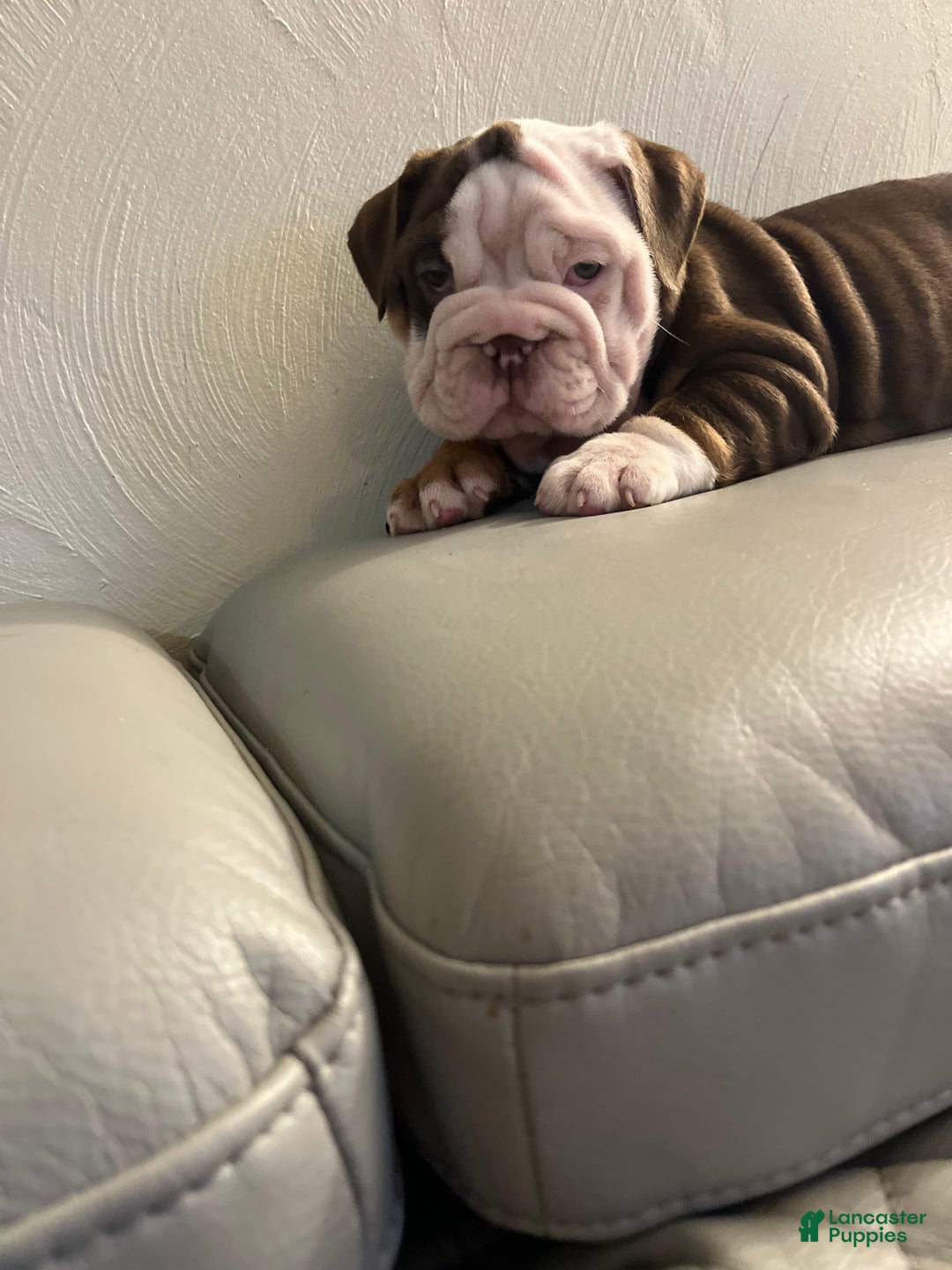 English Bulldog dogs for sale: English Bulldog Puppy 2 - Ad 5
