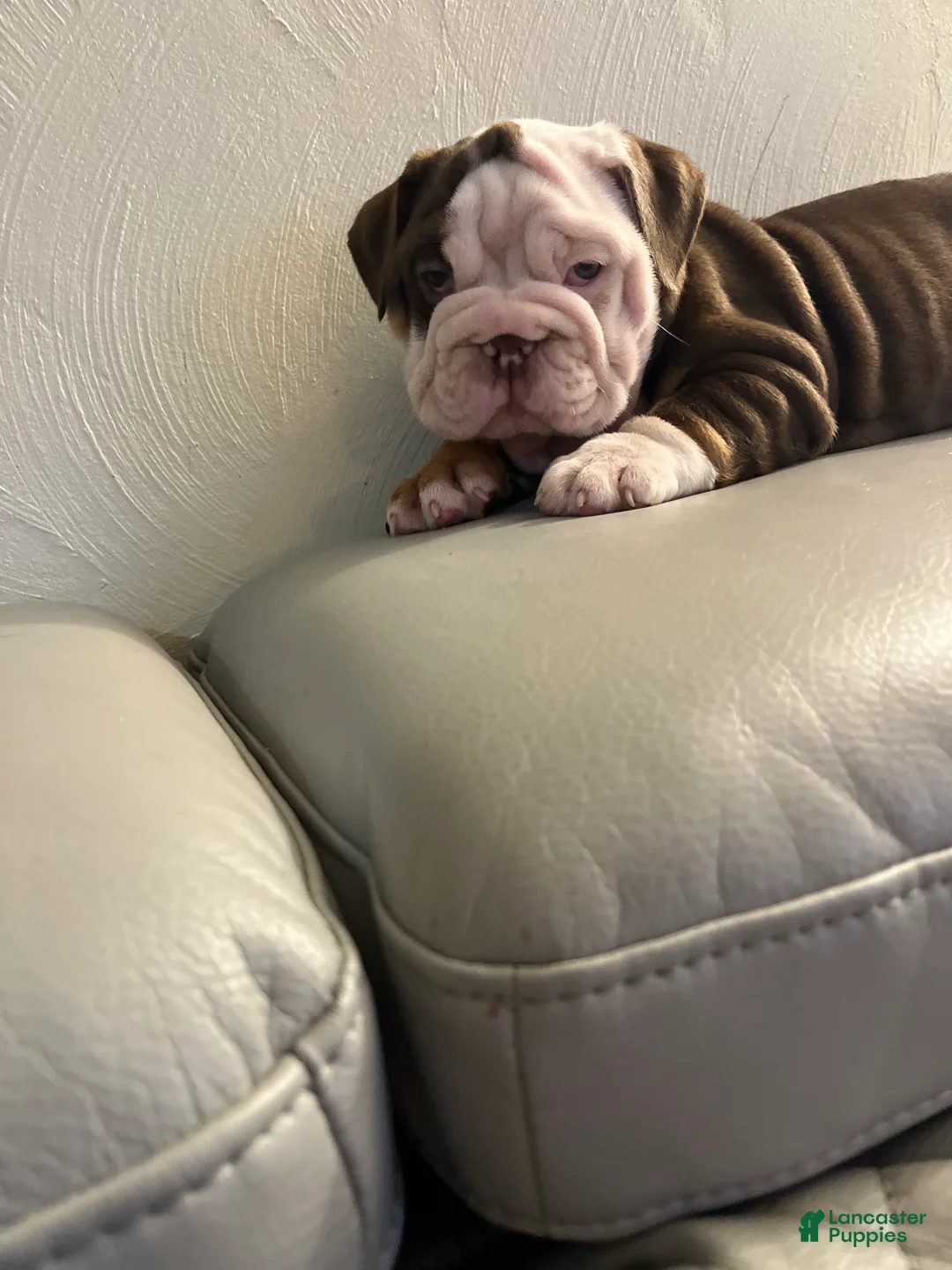 English Bulldog dogs for sale: English Bulldog Puppy 2 - Ad 5