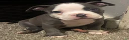 American Bully dogs for sale: American Bully 1 - Ad 4