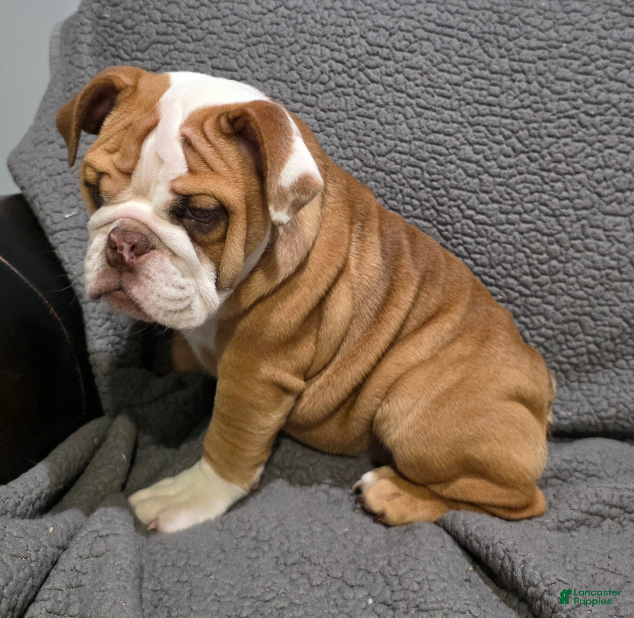 English Bulldog dogs Marion - Ad 1