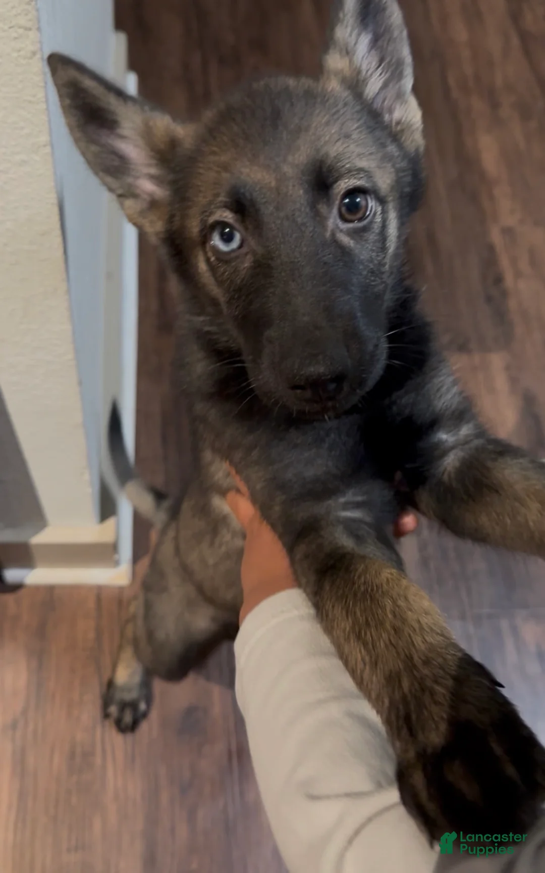 German Shepherd dogs for sale: German Shepherd Puppy 1 - Ad 1