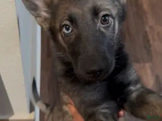 German Shepherd dogs German Shepherd Puppy 1 - Ad 11